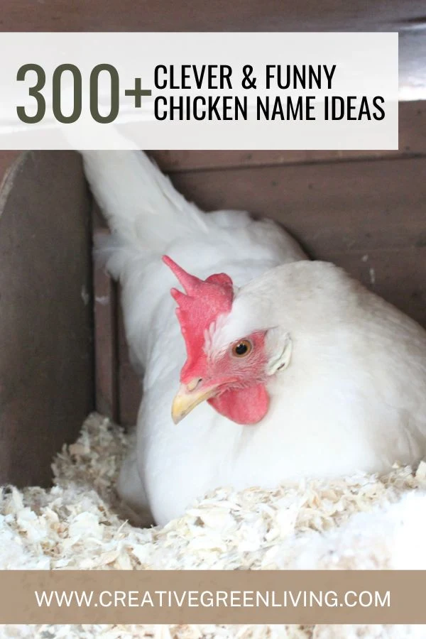 300+ Clever & Funny chicken name ideas